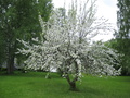 Omenapuut kukkivat Rantalassa kesällä 2013.